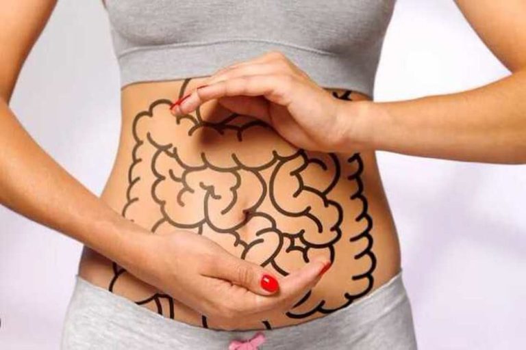 Representación visual del sistema digestivo humano, símbolo del equilibrio intestinal y la salud digestiva natural.